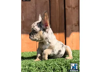 a french bulldog dog sitting on grass